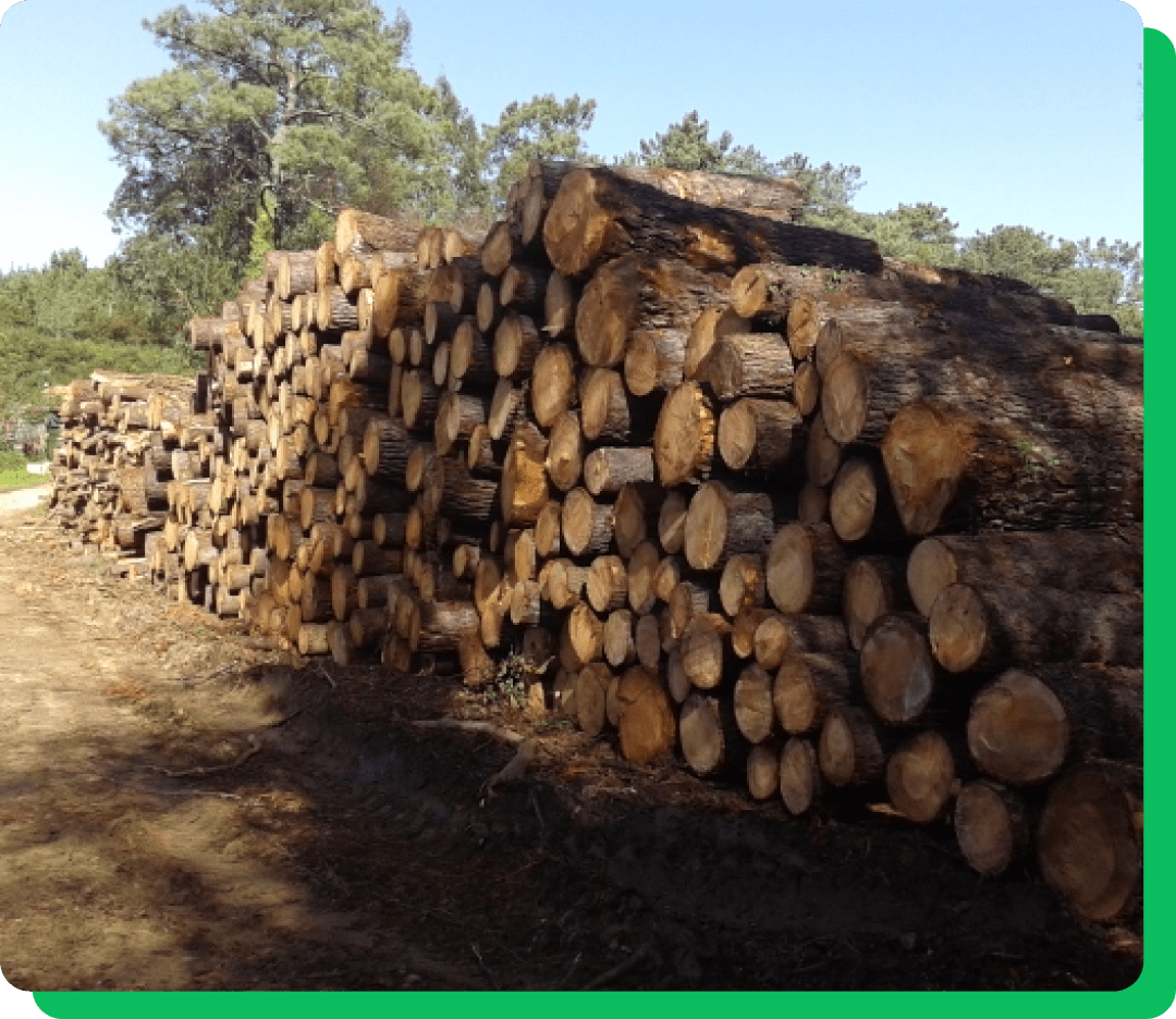 Aprovechamiento forestal