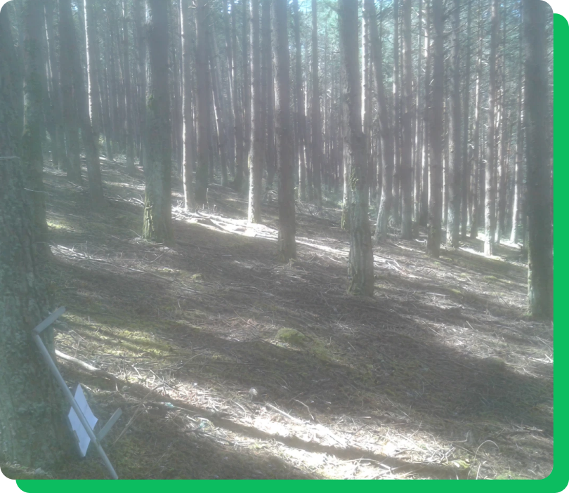 Aprovechamiento forestales