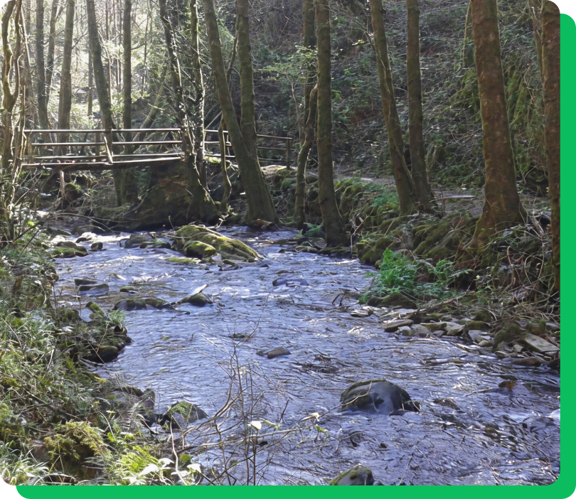 Gestión del aprovechamiento 4