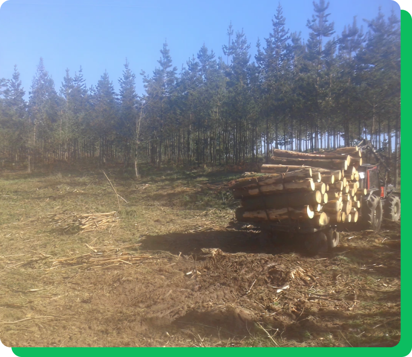 aprovechamiento forestales 2