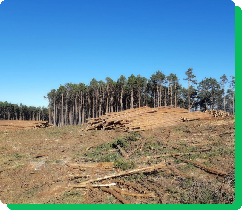 aprovechamiento forestales 3